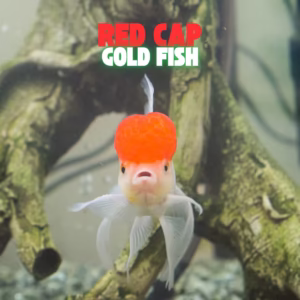 RED CAP ORANDA GOLD FISH 2
