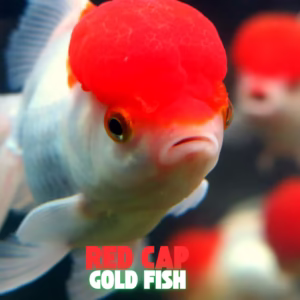 RED CAP ORANDA GOLD FISH 3