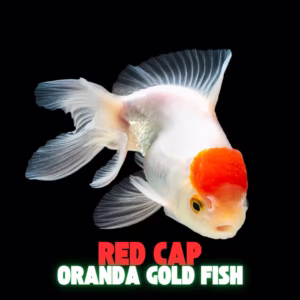 RED CAP ORANDA GOLD FISH