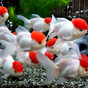 Imported Red Cap Oranda Goldfish – The Crown Jewel of Fancy Aquariums