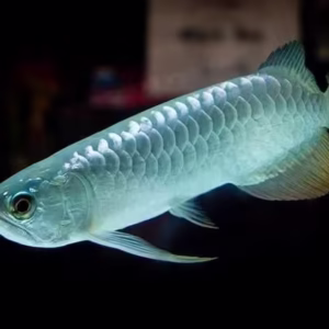 Silver Arowana (Osteoglossum bicirrhosum)