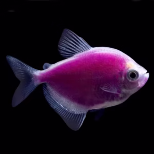 Sunburst Purple Glow Fish Tetra (Widow Fish)