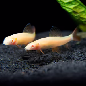 Albino Rainbow Shark (Epalzeorhynchos frenatum)