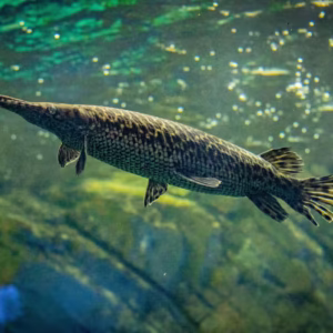 Alligator Gar (Atractosteus spatula)