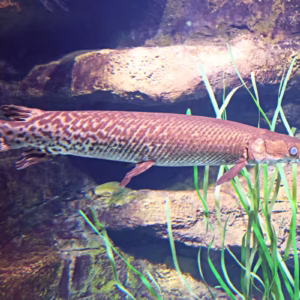Alligator Gar (Atractosteus spatula)