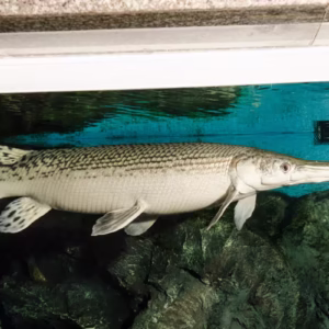 Alligator Gar (Atractosteus spatula)