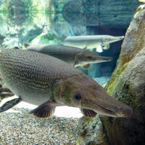 Alligator Gar (Atractosteus spatula)