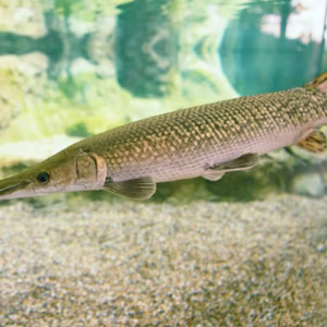 Alligator Gar (Atractosteus spatula)