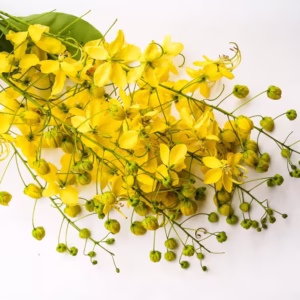 Amaltas (Cassia fistula) Plant