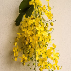 Amaltas (Cassia fistula) Plant