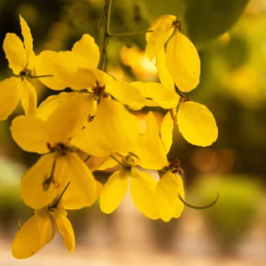 Amaltas (Cassia fistula) Plant