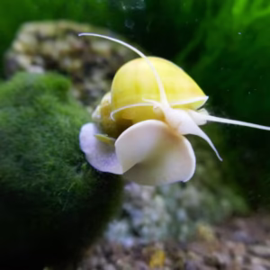 Apple Snail
