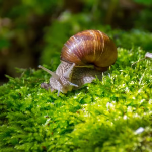 Apple Snail