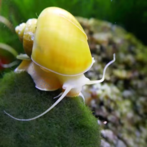 Apple Snail