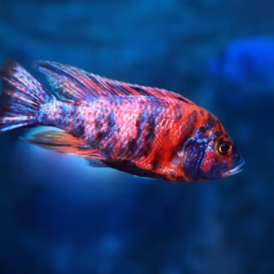 Aulonocara sp. Red Peacock Cichlid