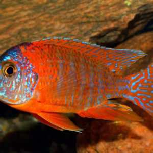 Aulonocara sp. Red Peacock Cichlid - Image 2