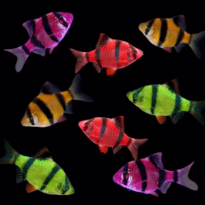 Tiger Barbs (Red, Green, Albino, Glow) Fishes
