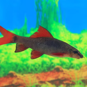 Albino Rainbow Shark (Epalzeorhynchos frenatum)