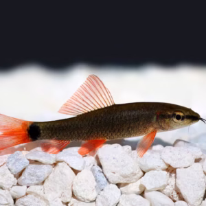 Albino Rainbow Shark (Epalzeorhynchos frenatum)