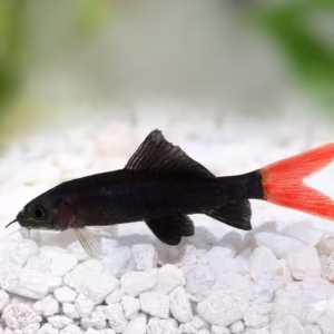 Albino Rainbow Shark (Epalzeorhynchos frenatum)