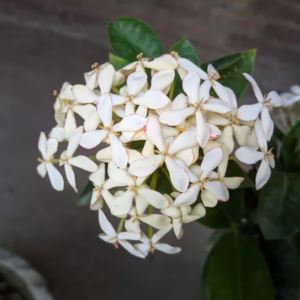 Champa (Plumeria Alba) Plant
