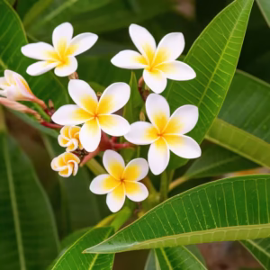 Champa (Plumeria Alba) Plant