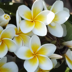 Champa (Plumeria Alba) Plant