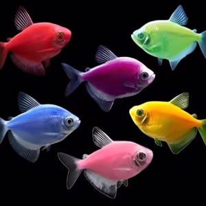 Combo of 5 Glow Fish