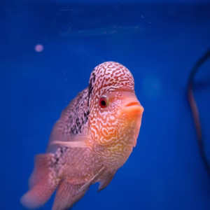 Flowerhorn Cichlid (Red Dragon, Kamfa, Golden Base)