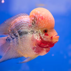 Flowerhorn Cichlid (Red Dragon, Kamfa, Golden Base)