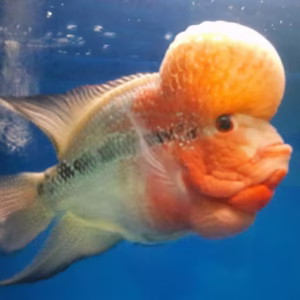 Flowerhorn Cichlid (Red Dragon, Kamfa, Golden Base)