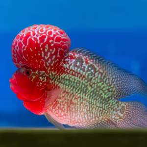 Flowerhorn Cichlid (Red Dragon, Kamfa, Golden Base)