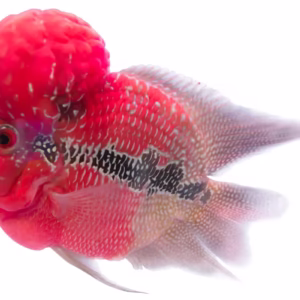 Flowerhorn Cichlid (Red Dragon, Kamfa, Golden Base)
