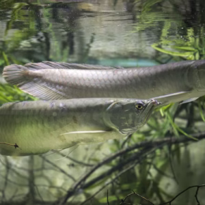 Silver Arowana (Osteoglossum bicirrhosum)