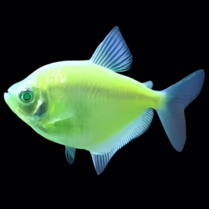 Sunburst Green Glow Fish Tetra (Widow Fish)
