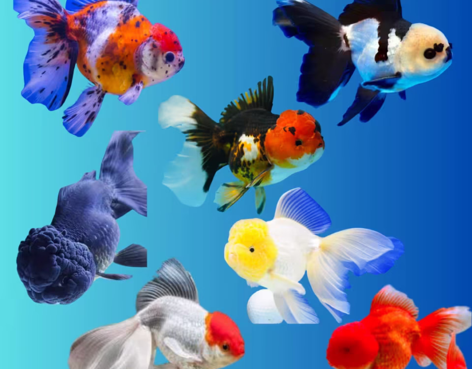 Imported Oranda Gold Fishes
