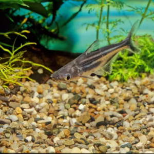 Iridescent Shark Fish