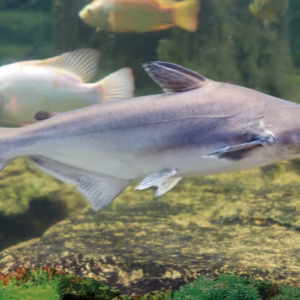 Iridescent Shark Fish