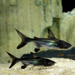 Iridescent Shark Fish