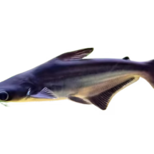 Iridescent Shark Fish