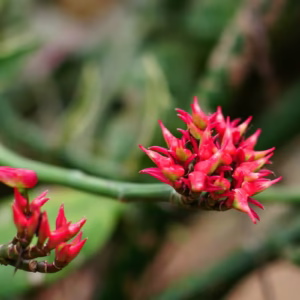 Nagdon (Euphorbia Tithymaloides) - Image 3