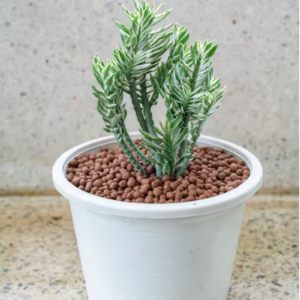 Nagdon (Euphorbia Tithymaloides) - Image 2