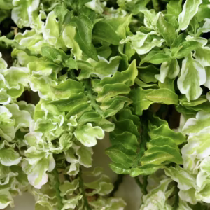 Nagdon (Euphorbia Tithymaloides) - Image 4