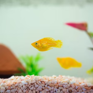 Orange Molly Fish