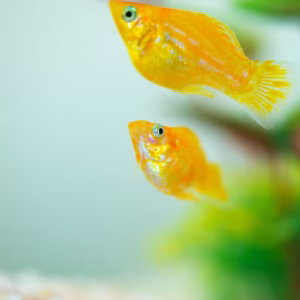 Orange Molly Fish
