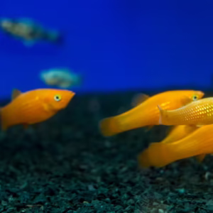 Orange Molly Fish