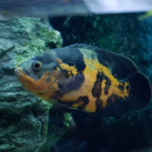 Oscar Cichlid (Copper Oscar) - Astronotus ocellatus
