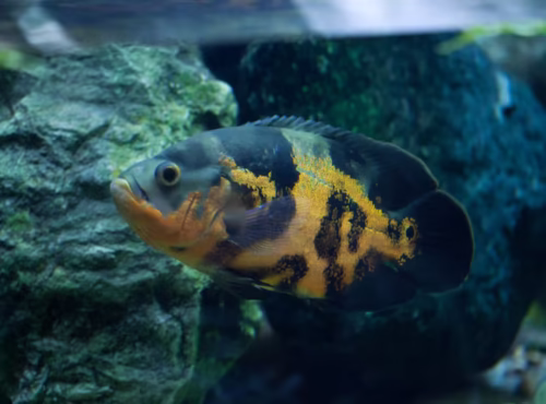 Oscar Cichlid (Copper Oscar) - Astronotus ocellatus