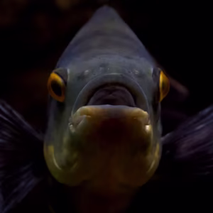 Oscar Cichlid (Copper Oscar) - Astronotus ocellatus