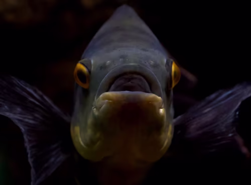 Oscar Cichlid (Copper Oscar) - Astronotus ocellatus